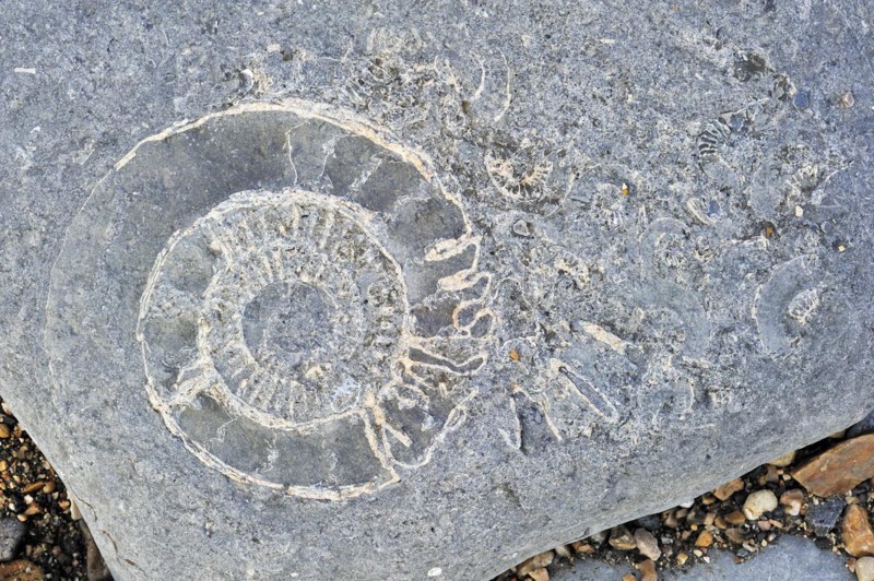 Large ammonite fossil embedded in rock on beach at Pinhay Bay near Lyme Regis along the Jurassic Coast