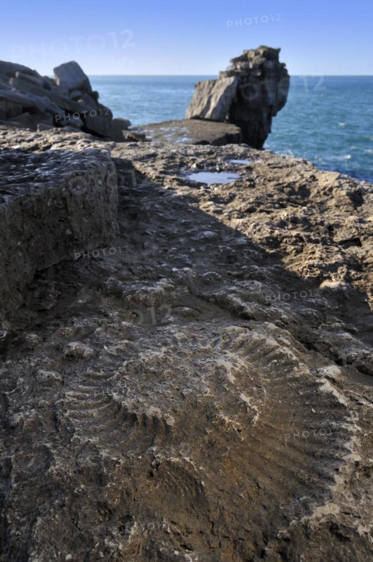Ammonite fossil embedded in rock near Pulpit Rock on seashore at Portland Bill on the Isle of Portland along the Jurassic Coast