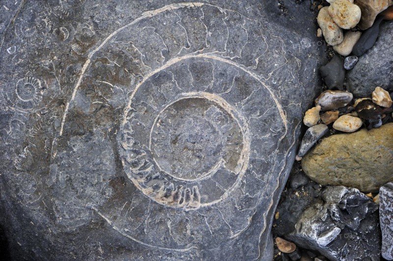 Large ammonite fossil embedded in rock on beach at Pinhay Bay near Lyme Regis along the Jurassic Coast