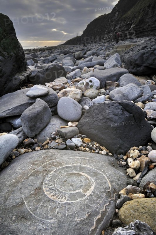 Large ammonite fossil embedded in rock on beach at Pinhay Bay near Lyme Regis along the Jurassic Coast