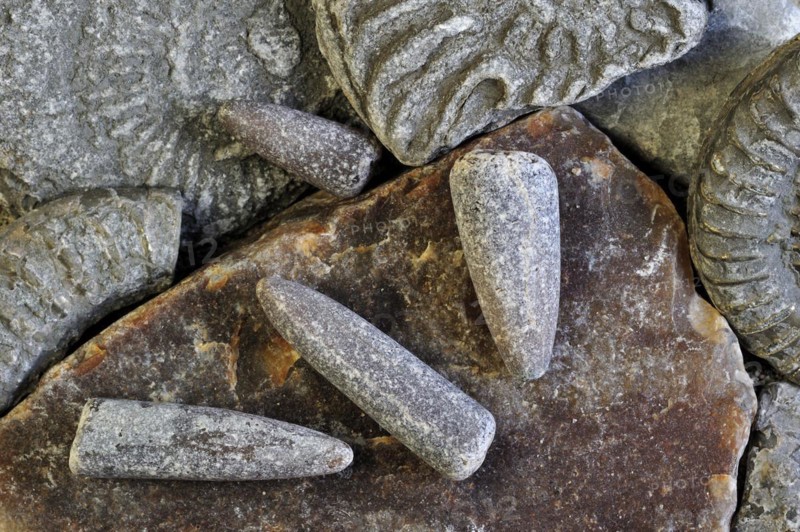 Fossils like fossil guards of belemnites and ammonites on shingle beach near Lyme Regis along the Jurassic Coast