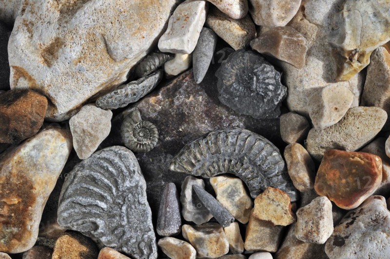 Fossils like fossil guards of belemnites and ammonites on shingle beach near Lyme Regis along the Jurassic Coast
