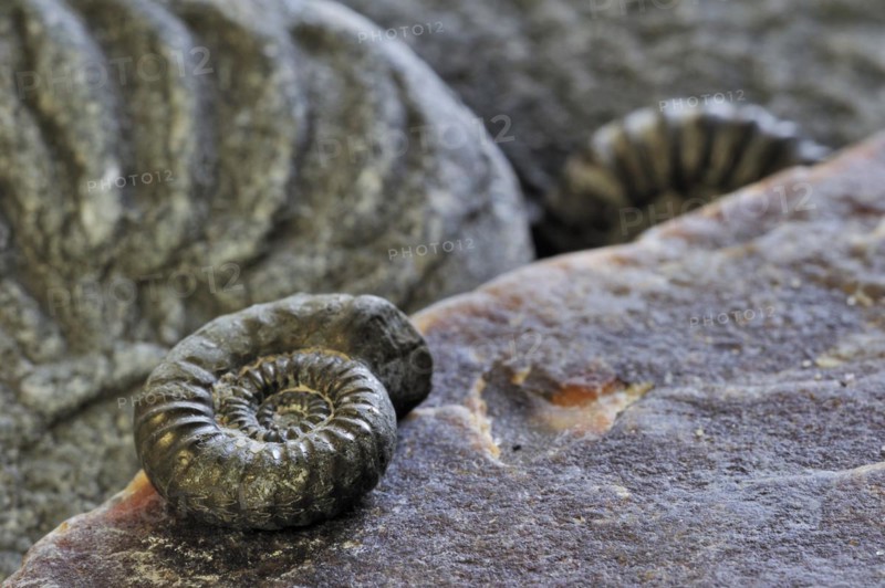 Ammonite fossils