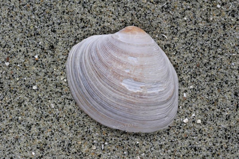 Fossil of the Carpet shell