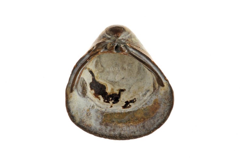Fossil shell Corbicula fluminalis on white background