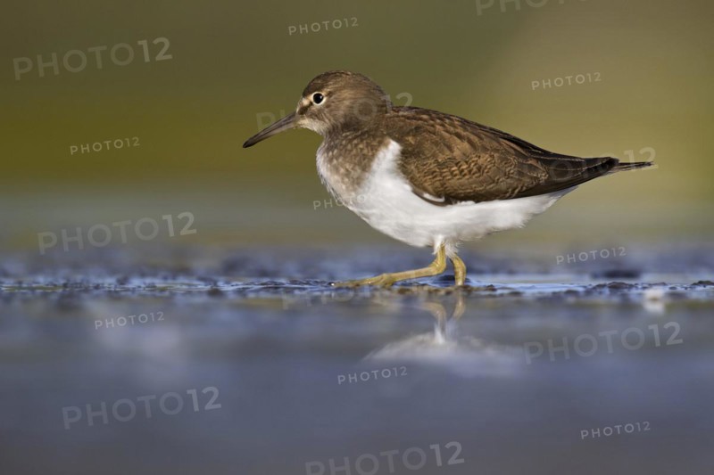 Common sandpiper