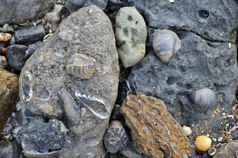 Fossil shells of bivalves dating from the Cretaceous and Jurassic Period on the beach of Vaches Noires between Houlgate and Villers-sur-Mer