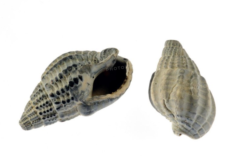 Netted dog whelk