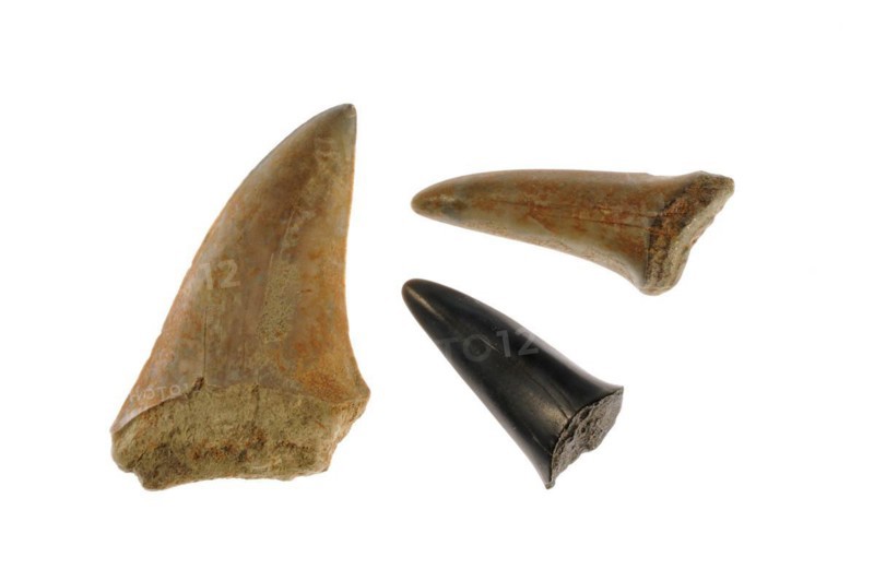Shark's teeth fossils on white background