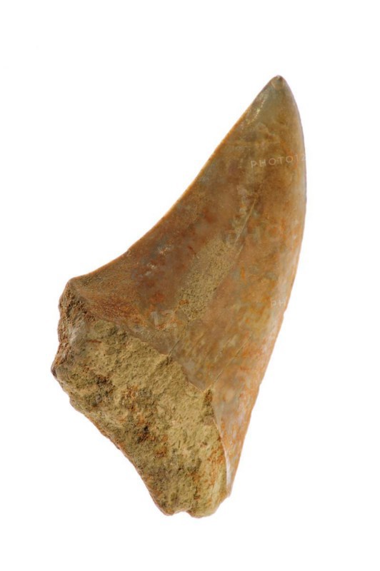 Shark's tooth fossil on white background
