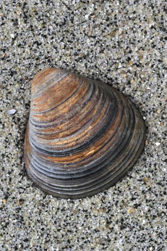 Fossil shell Corbicula fluminalis on beach
