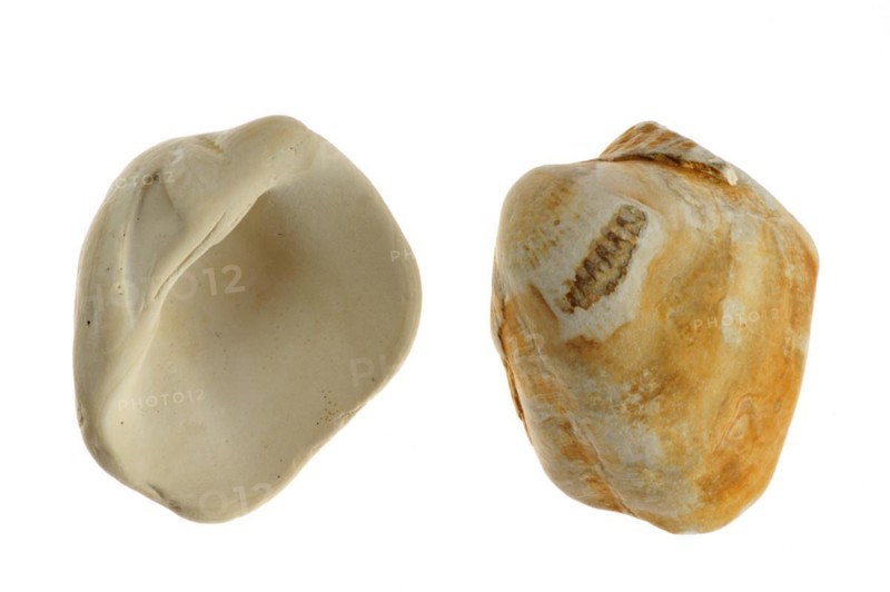 Fossilized cockles
