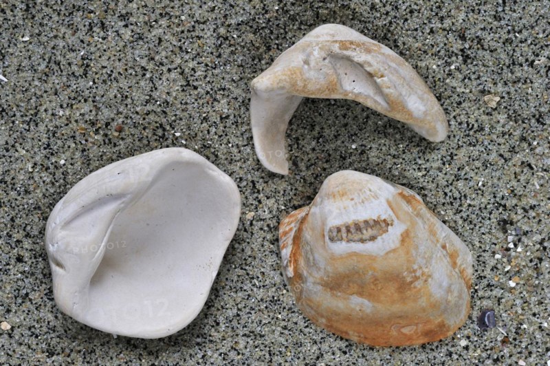 Fossilized cockles