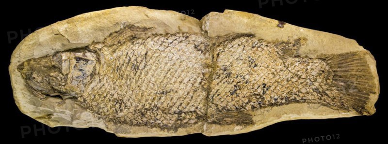 Fossil fish