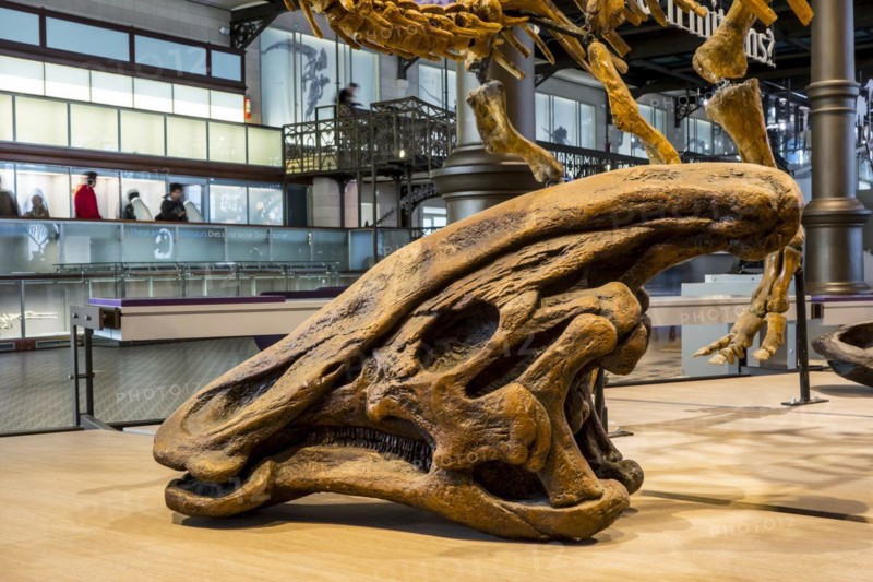 Olorotitan skull in the Royal Belgian Institute of Natural Sciences