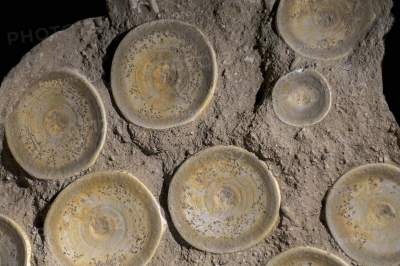 Fossilized vertebrae