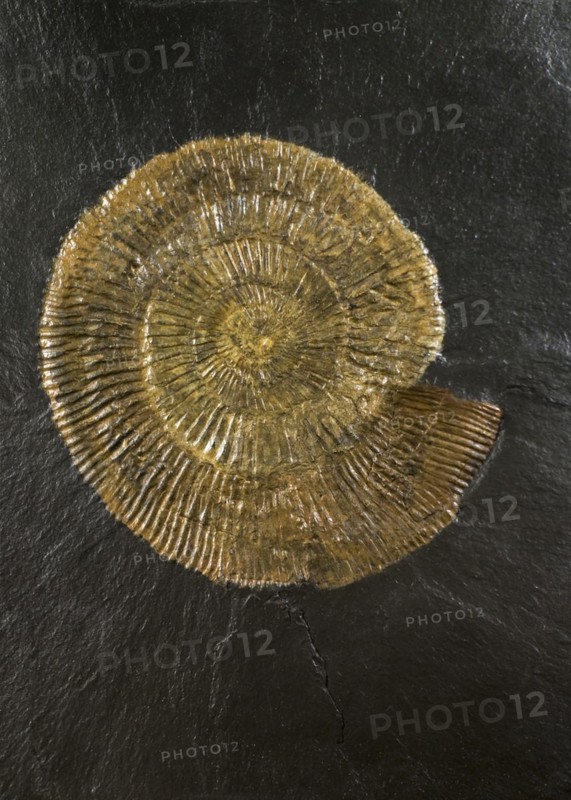 Dactylioceras