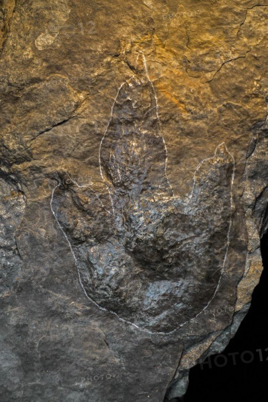 Grallator