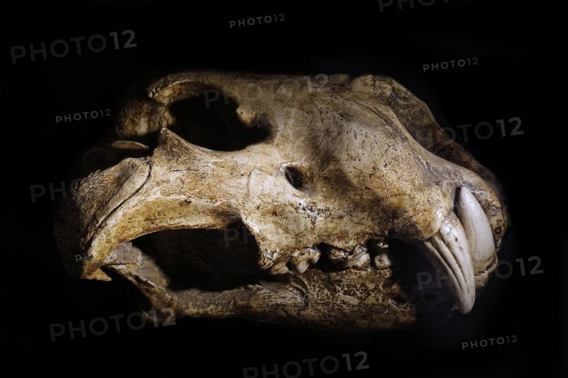 Eurasian cave lion