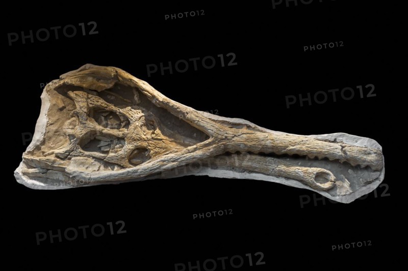 Phosphatosaurus fossil skull