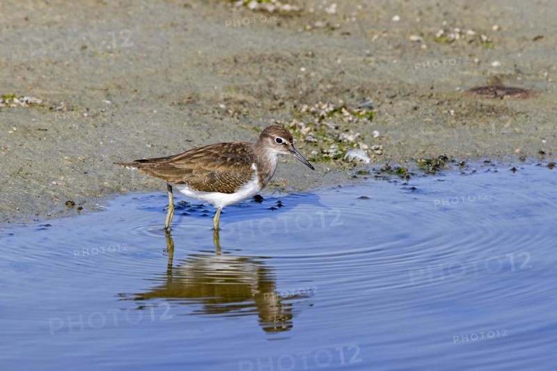 Common sandpiper