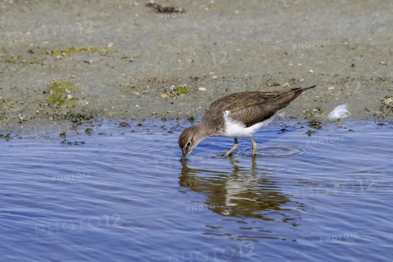 Common sandpiper