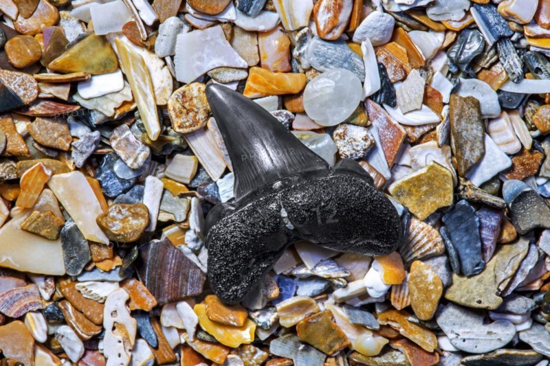 Eocene shark's tooth fossil on tideline