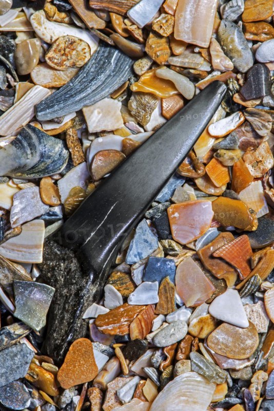 Eocene shark's tooth fossil on tideline