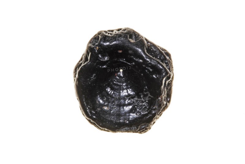 Fossilized Eocene fish vertebra against white background