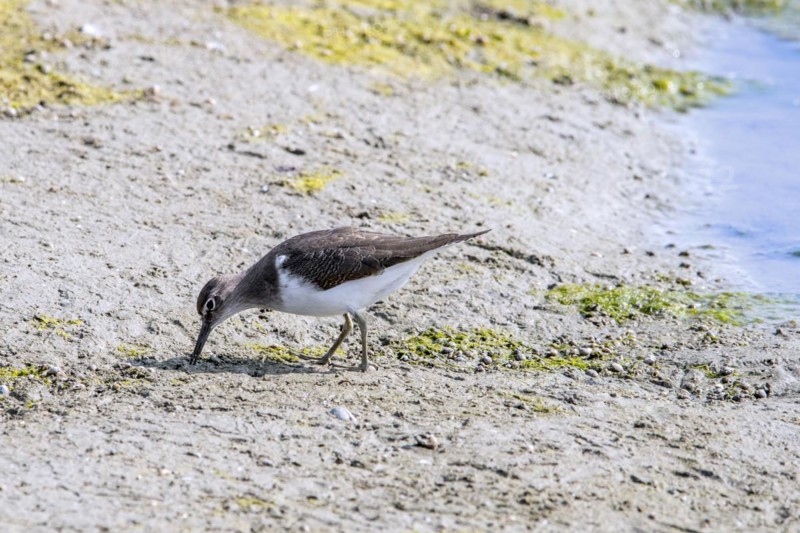 Common sandpiper