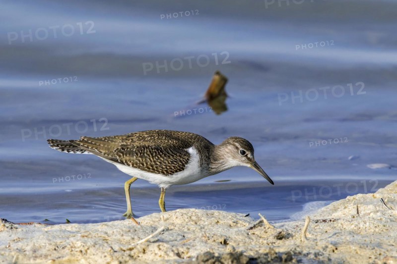 Common sandpiper