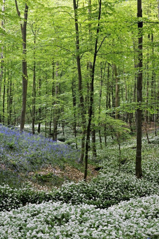 Wild garlic