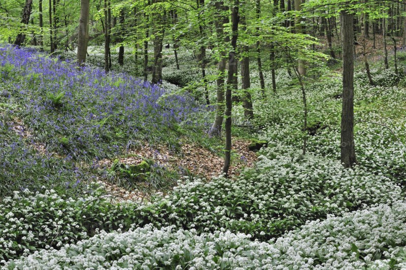 Wild garlic