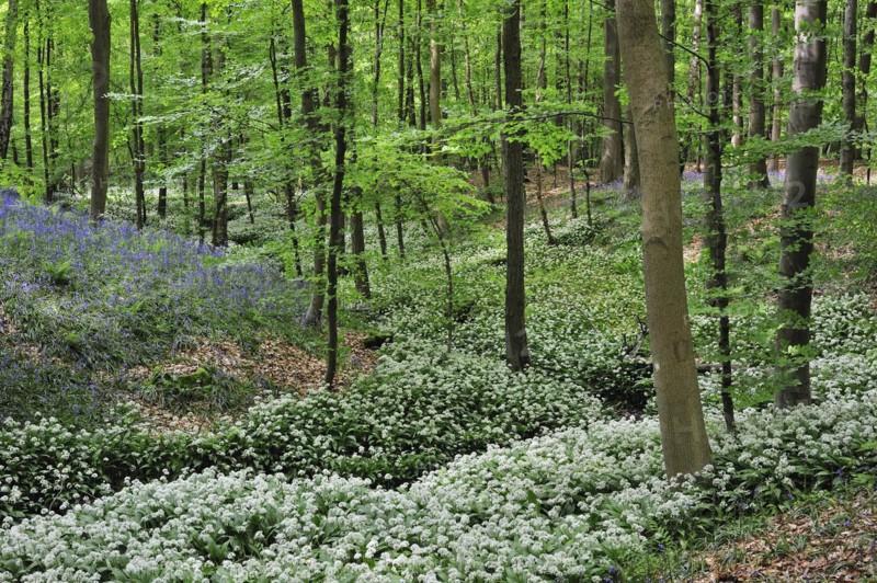 Wild garlic