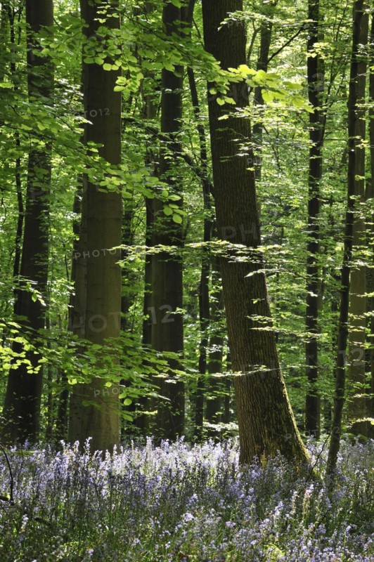 Bluebells