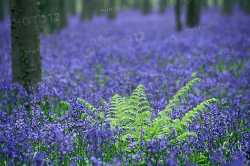 Bluebells