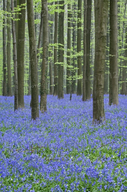Bluebells
