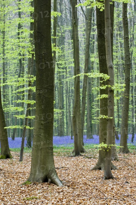 Bluebells