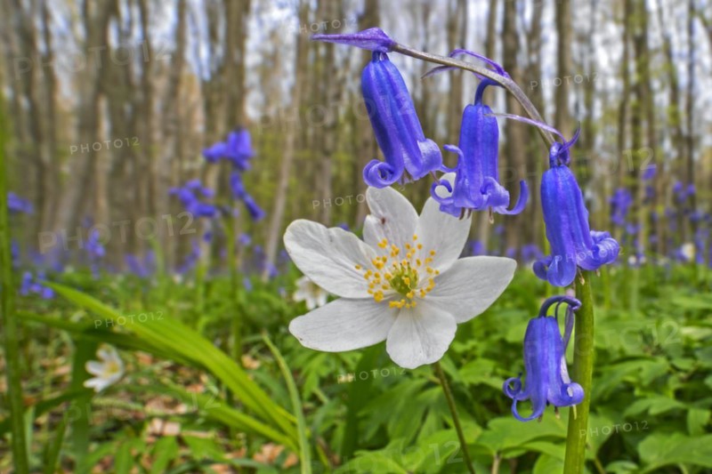 Wood anemone