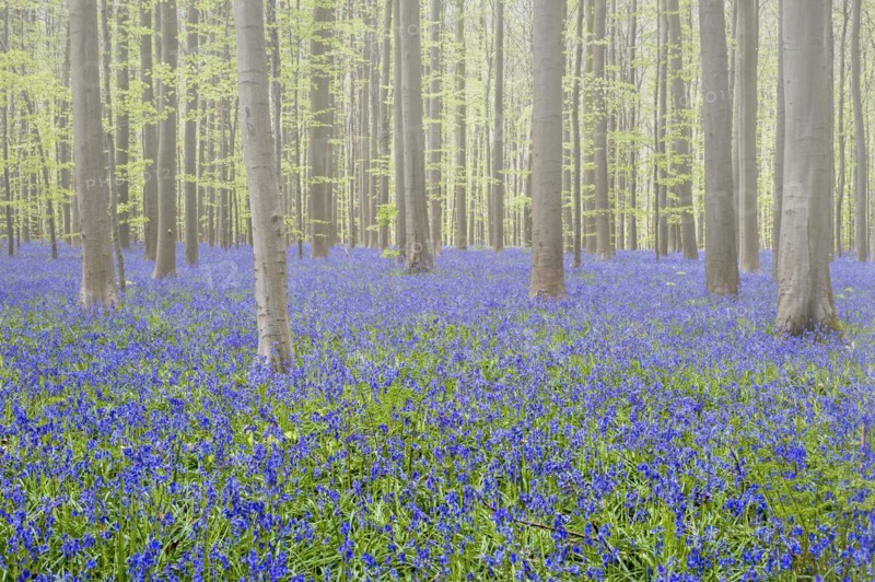 Bluebells