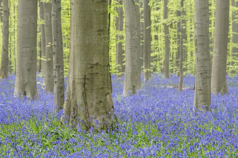 Bluebells