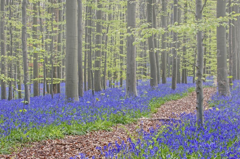 Bluebells