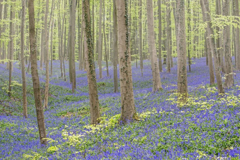 Bluebells