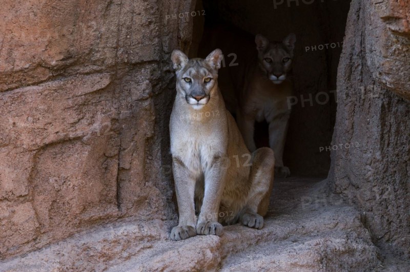 Two pumas