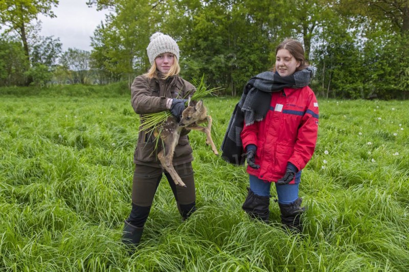 Rescue team removing hidden roe deer fawn