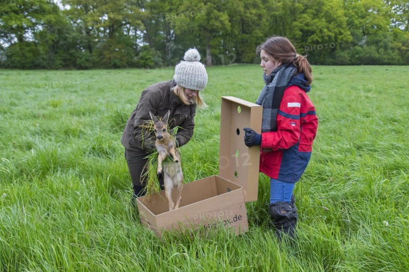 Rescue team removing hidden roe deer fawn