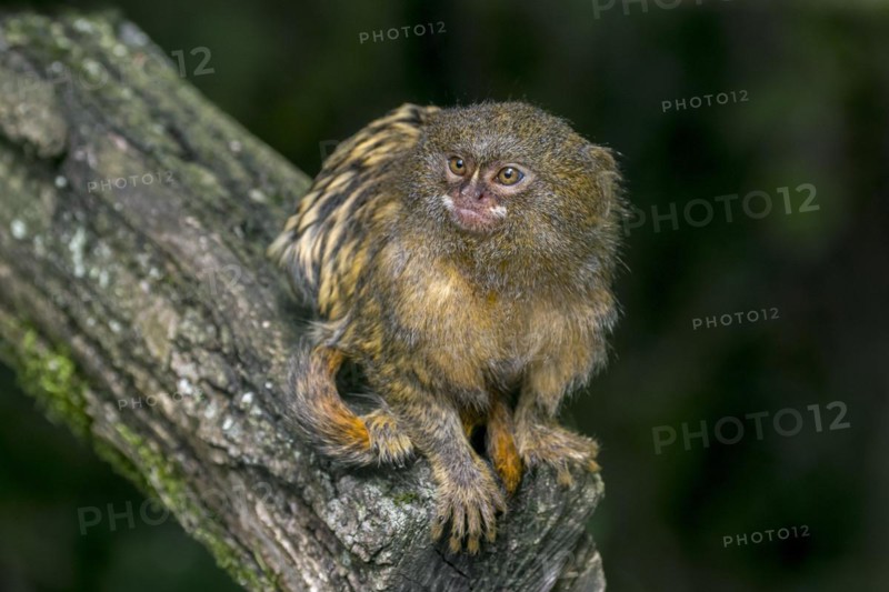 Pygmy marmoset