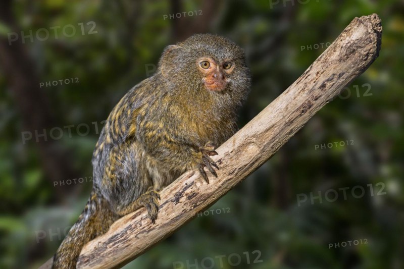 Western pygmy marmoset
