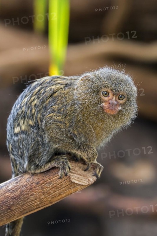 Captive pygmy marmoset
