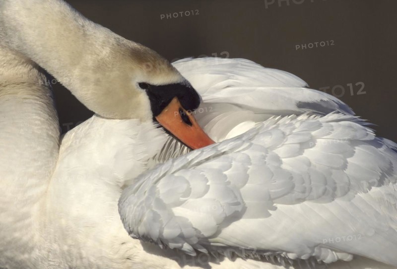 Mute swan
